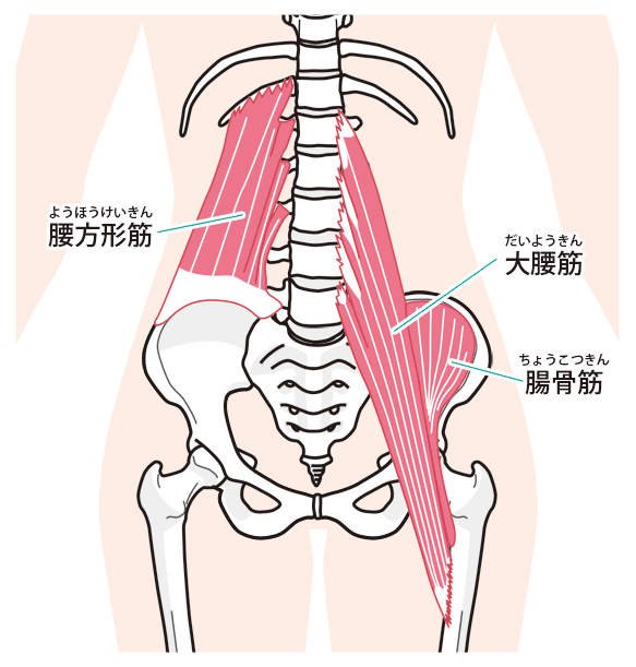 筋肉のイラスト