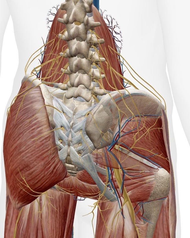 腰椎から骨盤にかけての筋肉・神経・血管の構造図